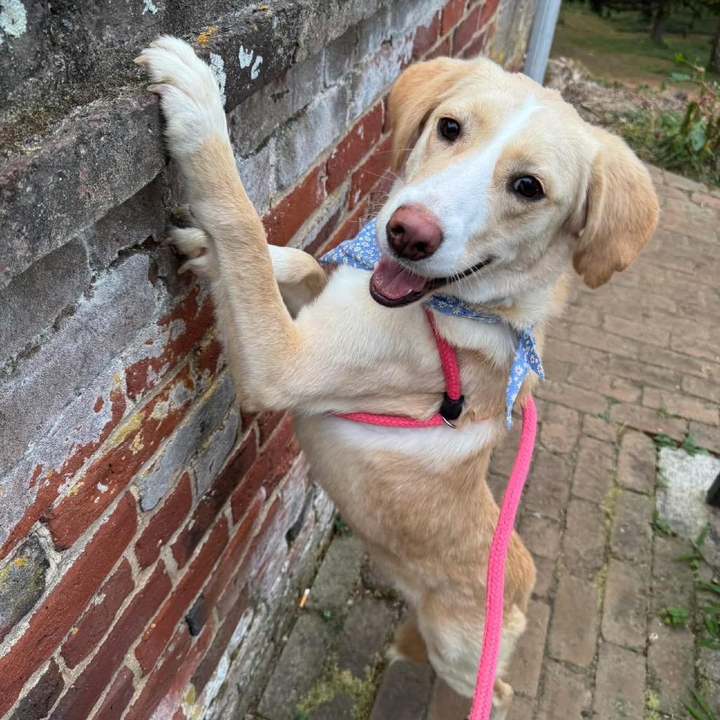 Hazel
