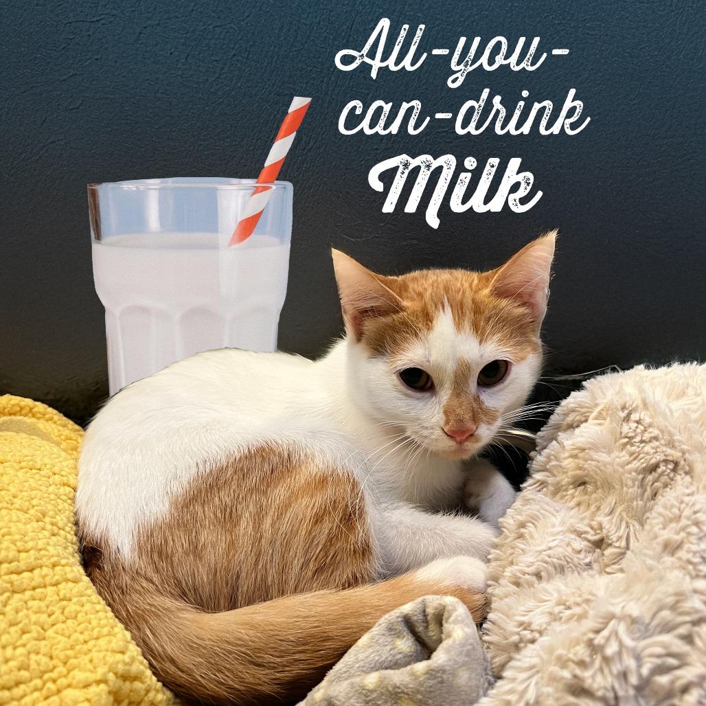 All You Can Drink Milk