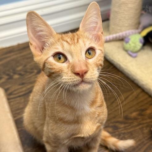 Ed