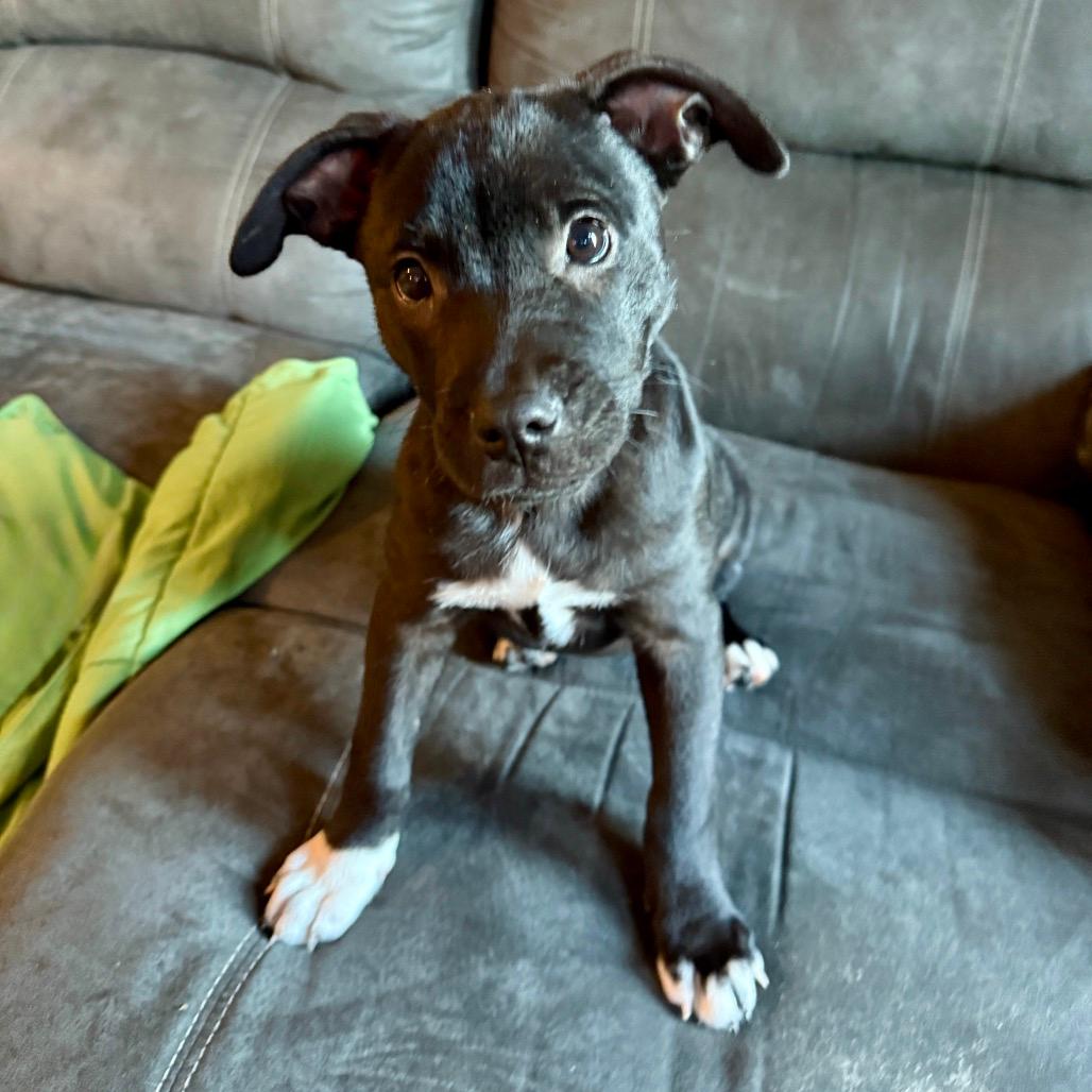 Cocoa