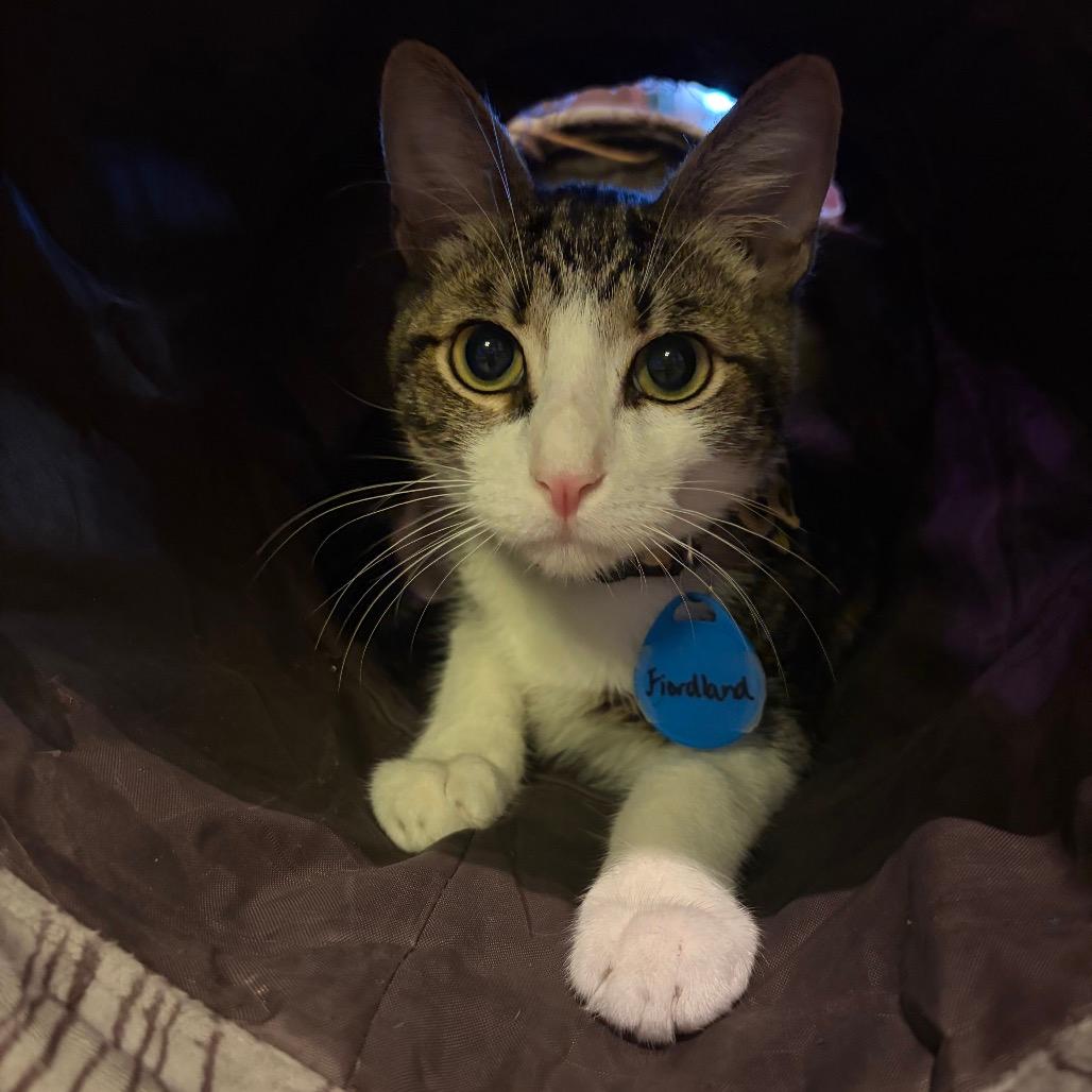 Fiordland (cat cafe adoption)
