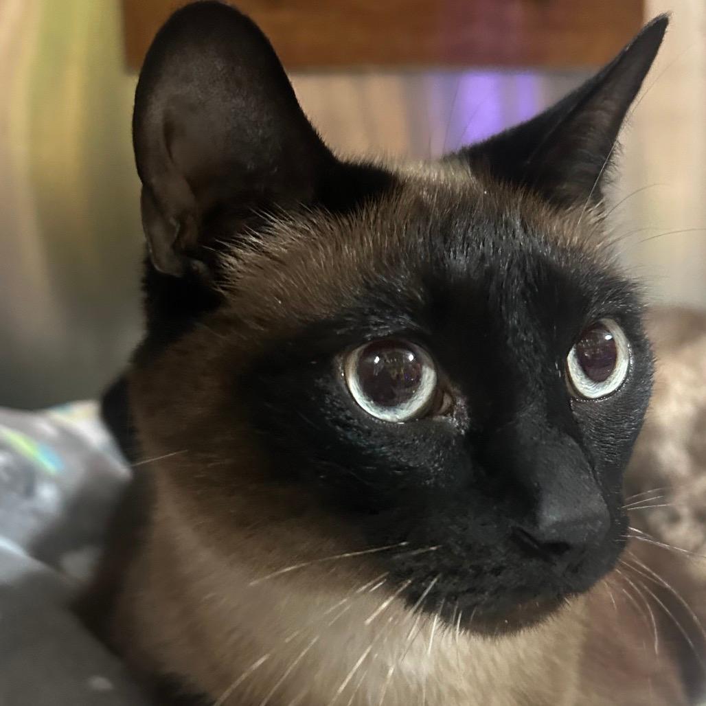 Salem