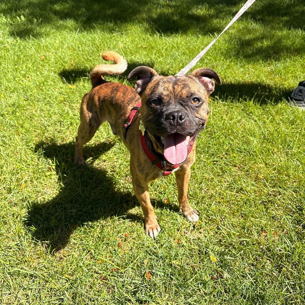 Taz