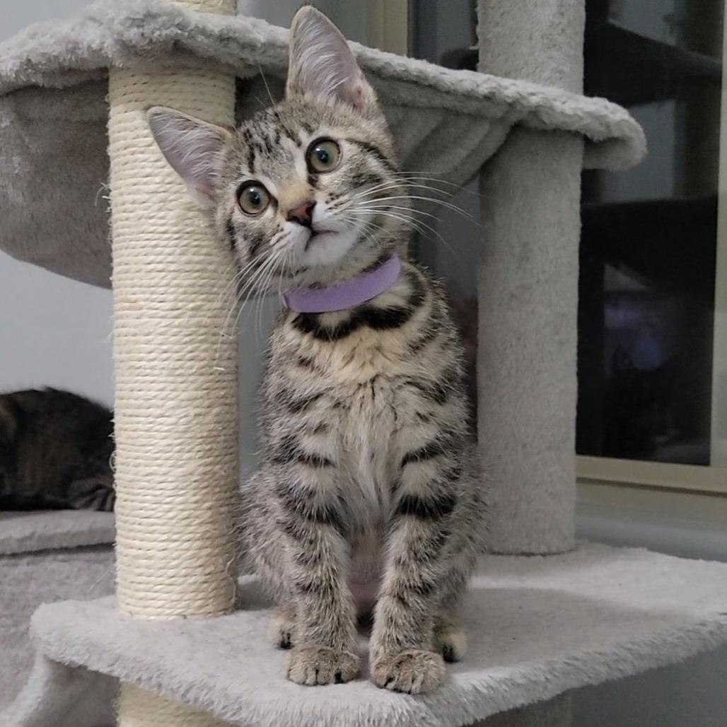 Meredith