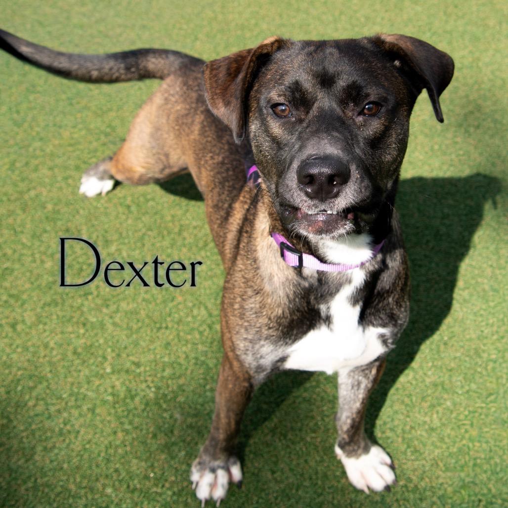 Dexter