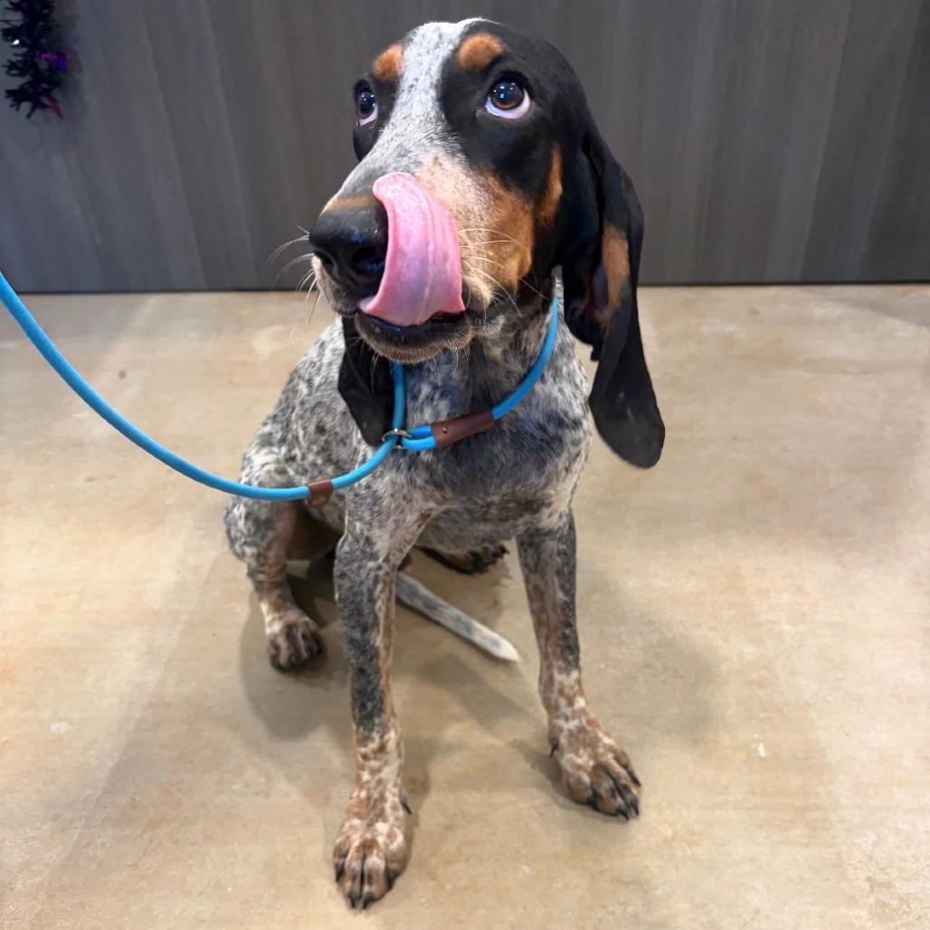 Huckleberry