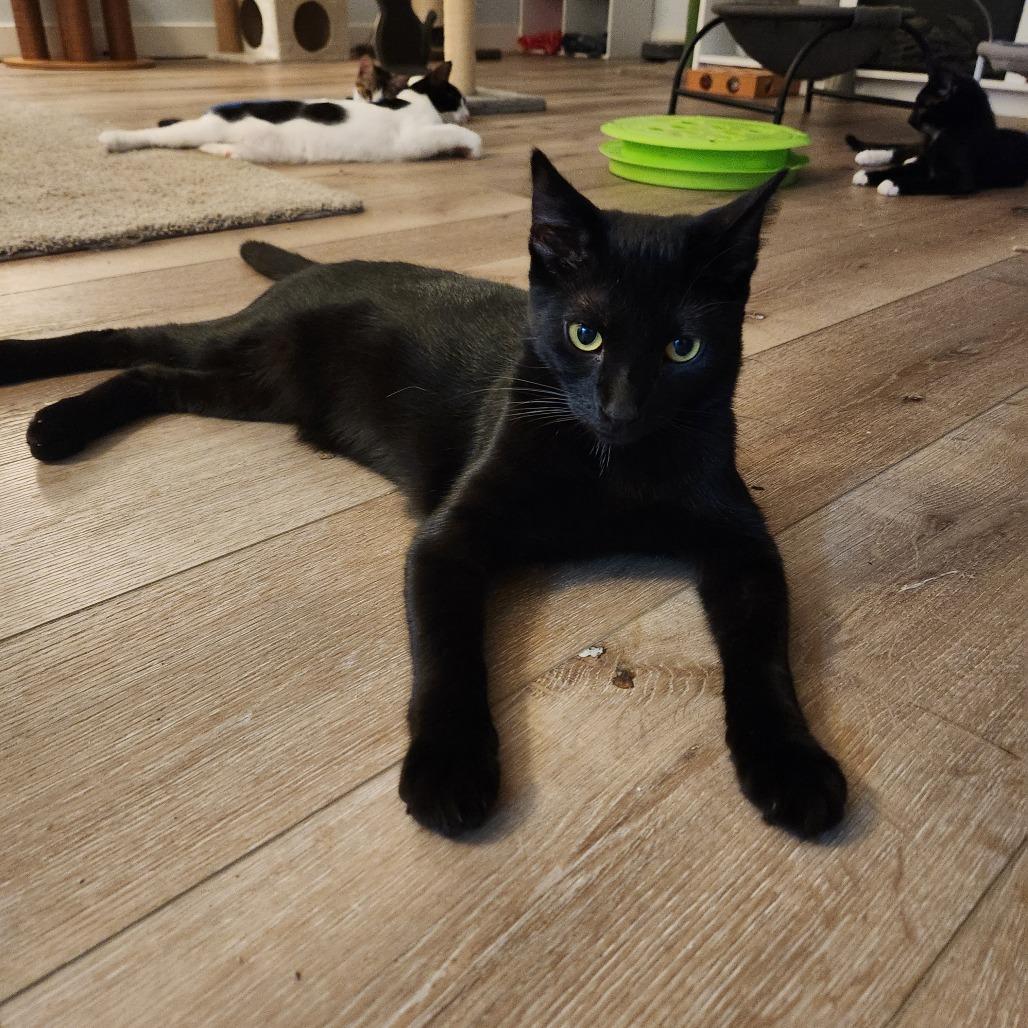 Gus