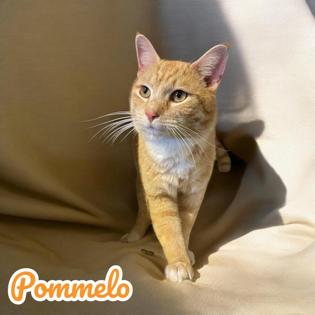 Pommelo