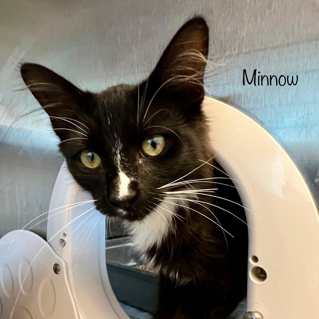 Minnow