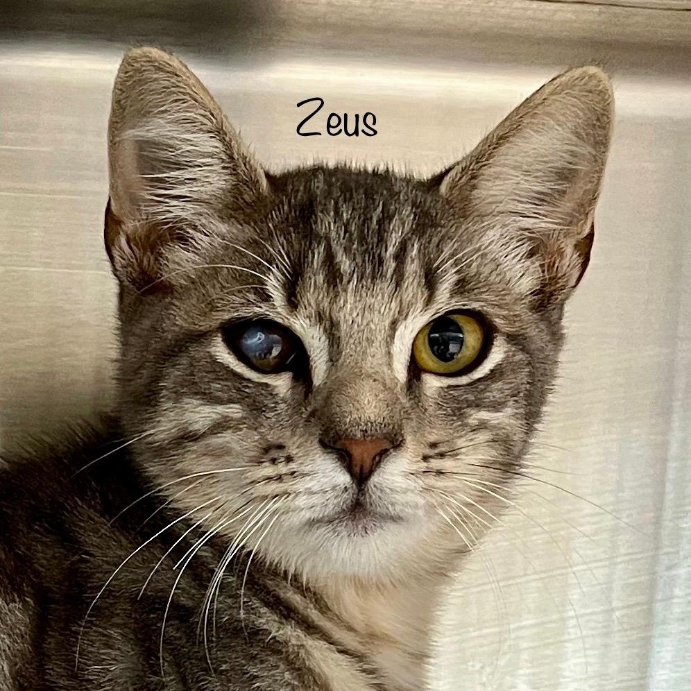 Zeus