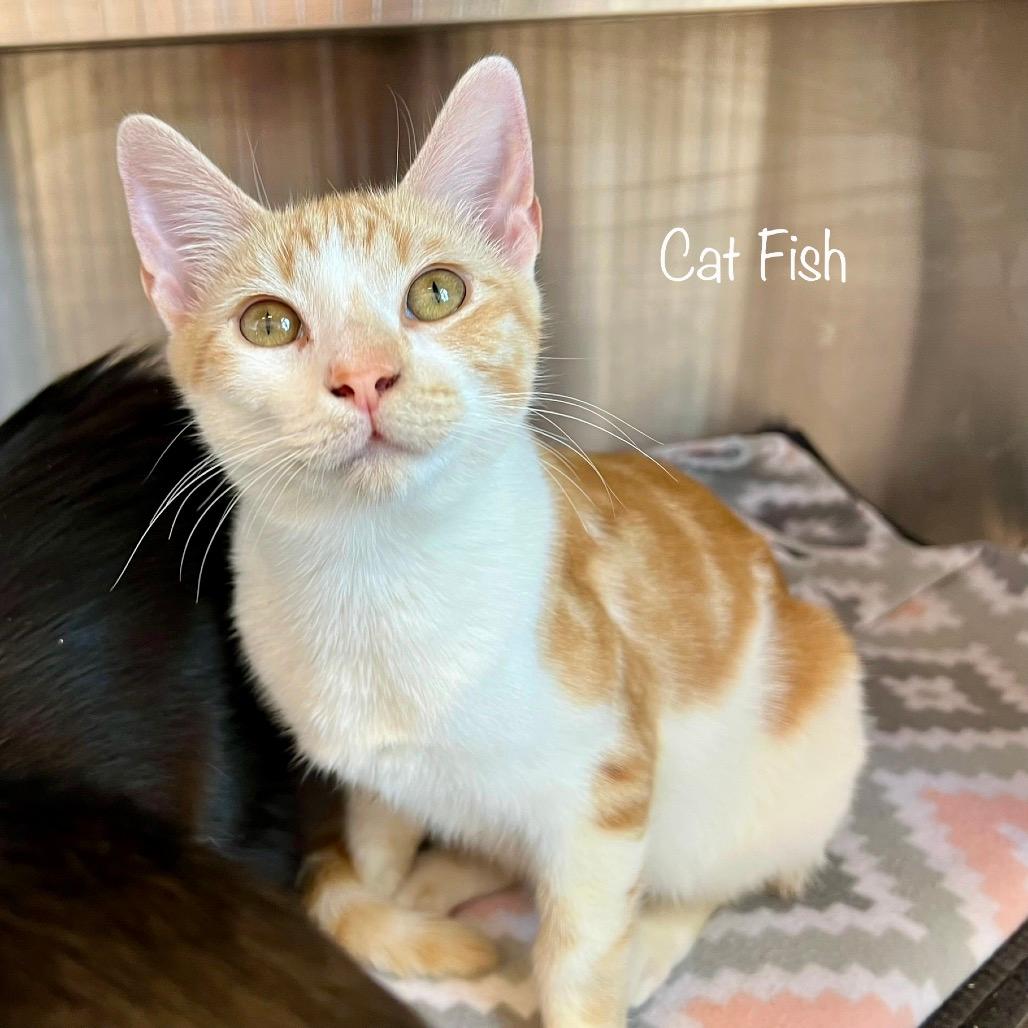 Cat Fish