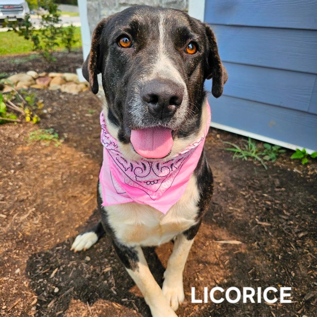 Licorice