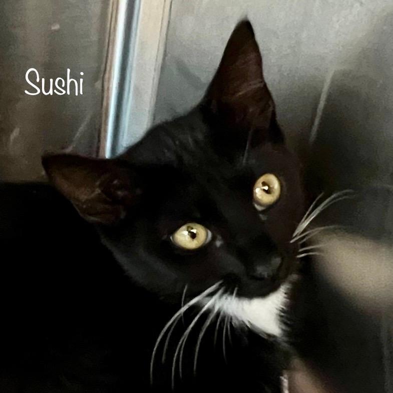 Sushi