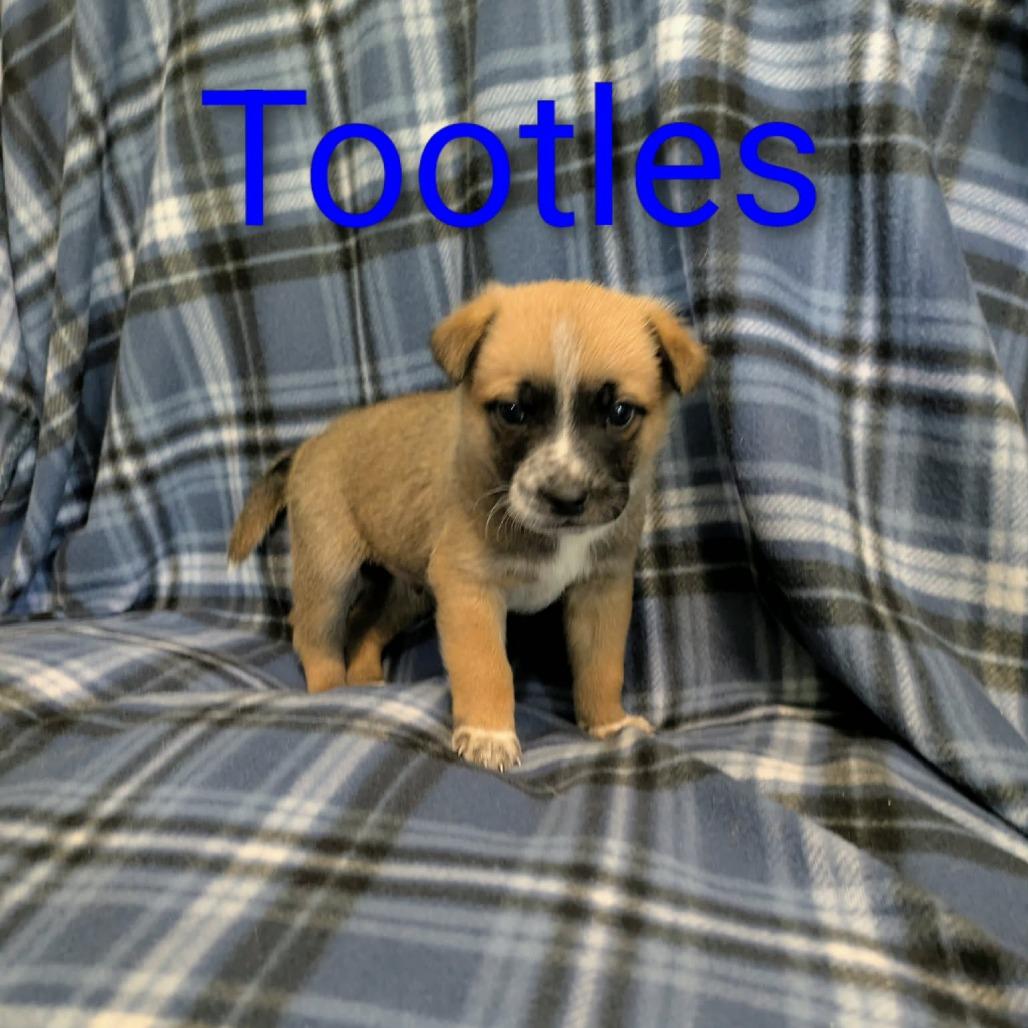 Tootles