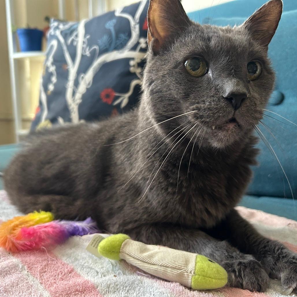 Gandalf