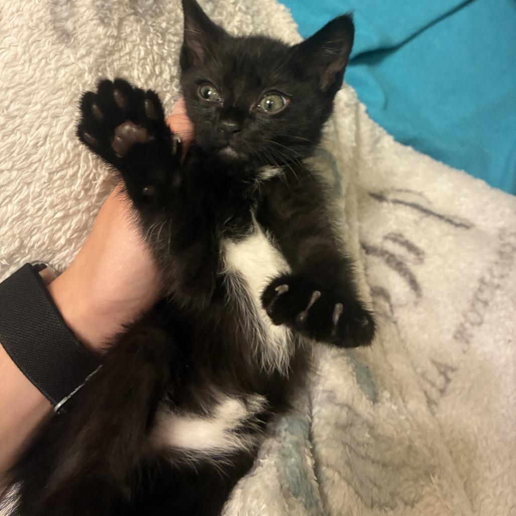 Coco Puff C12269