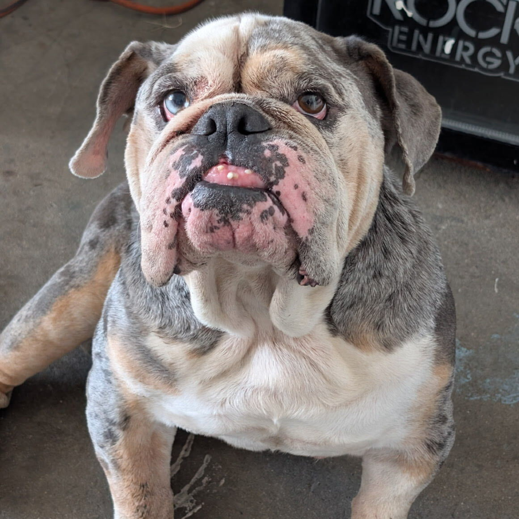 Bubba