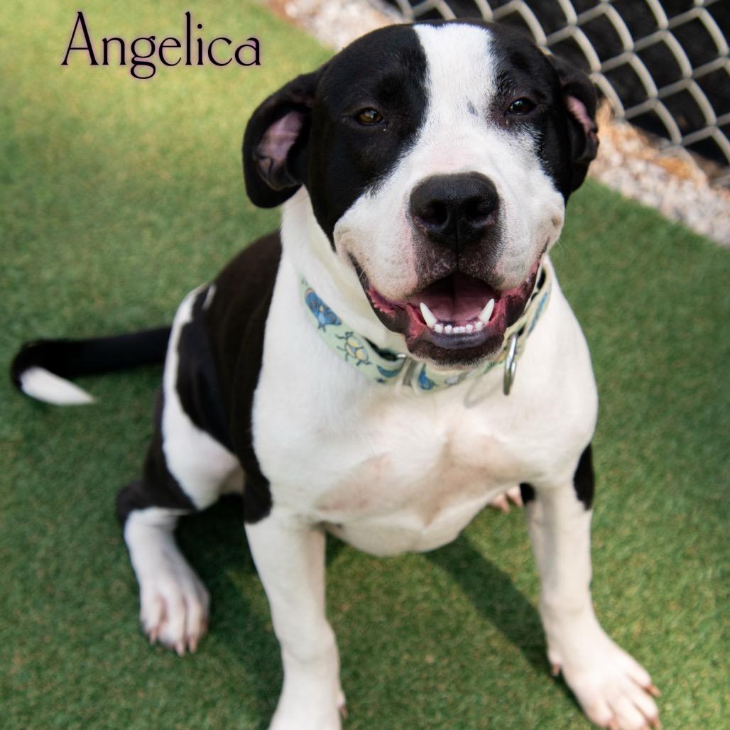 Angelica