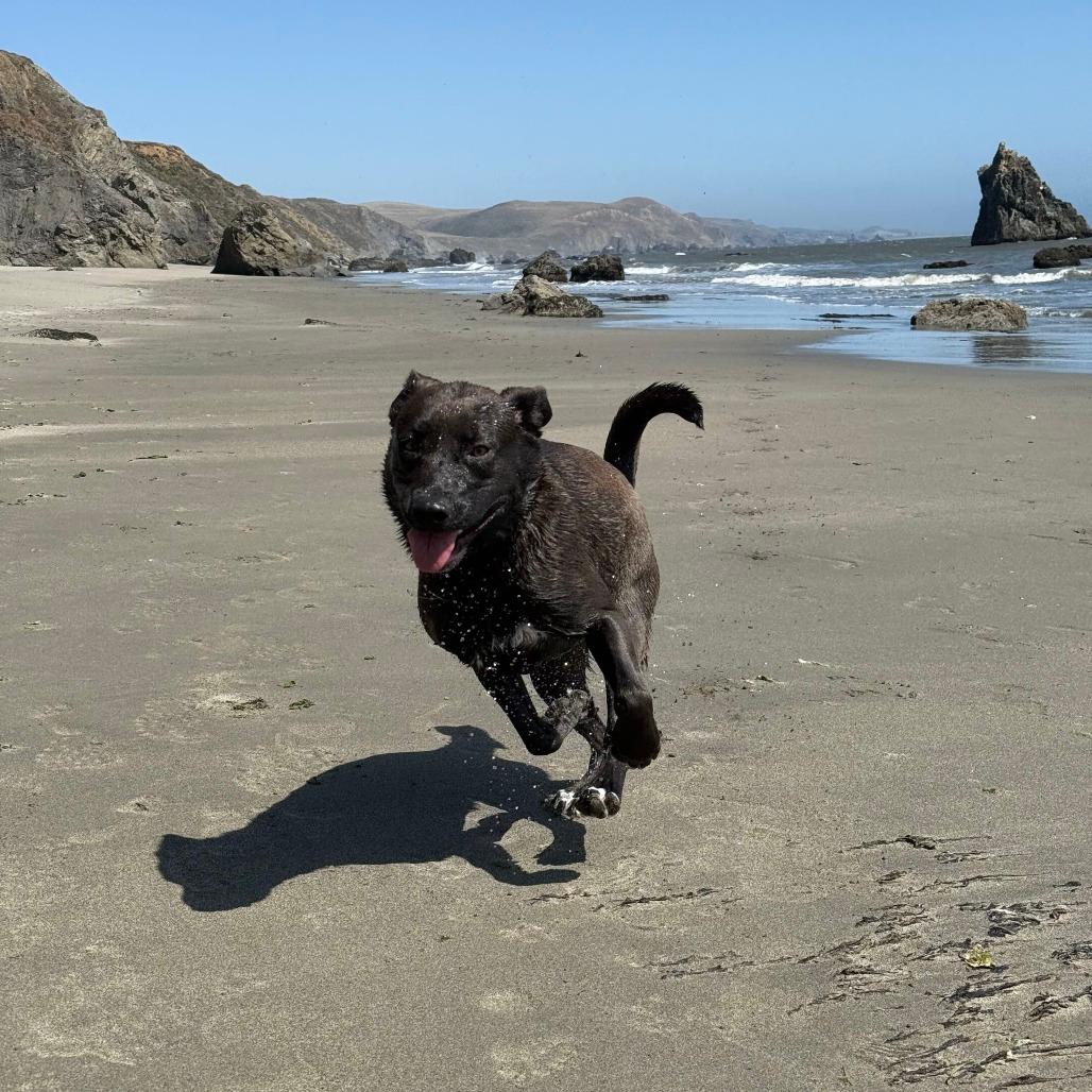 Gracie
