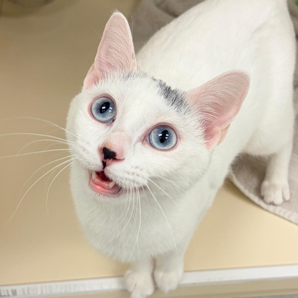 Mrs. O'Leary - In Foster to Adopt
