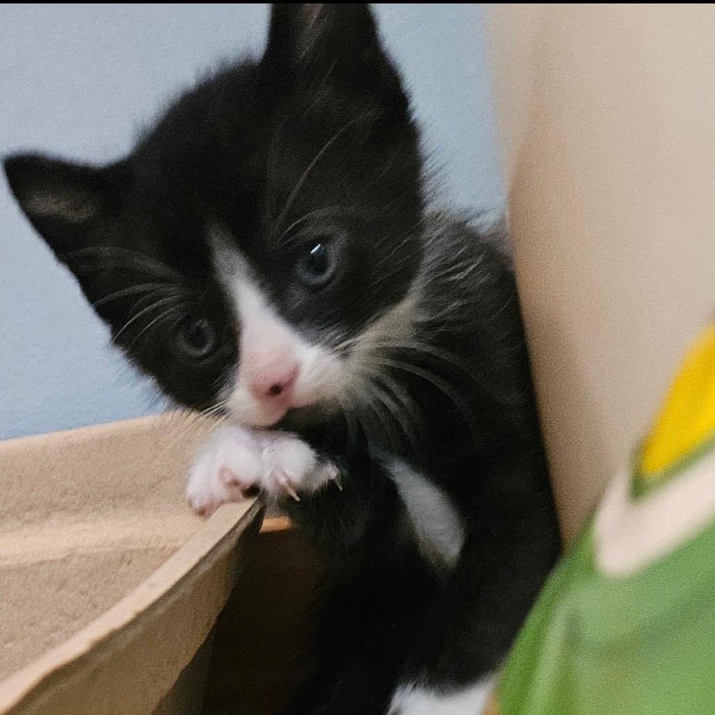 Salem
