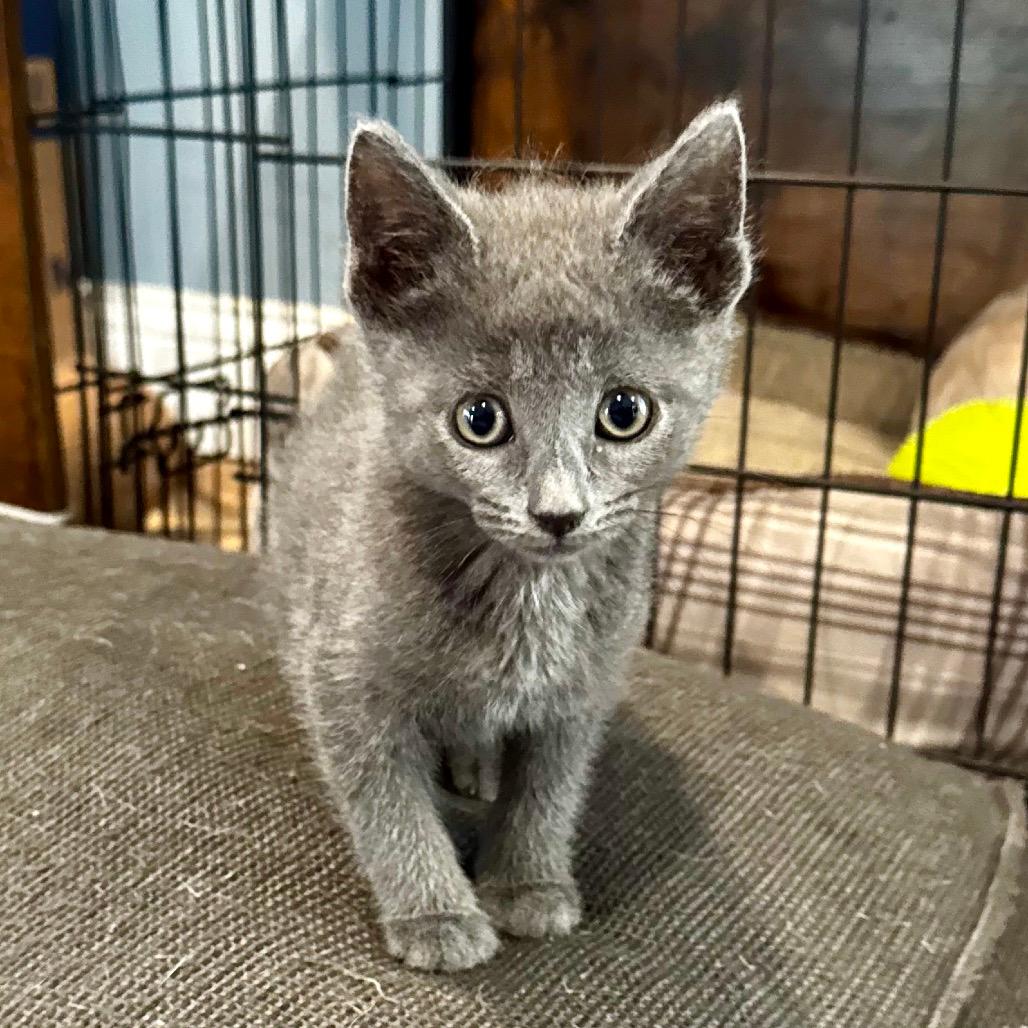 Mercury (Grey Girl)