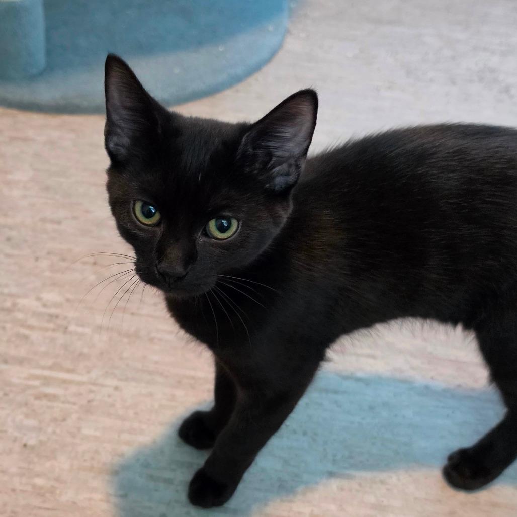 Berlioz