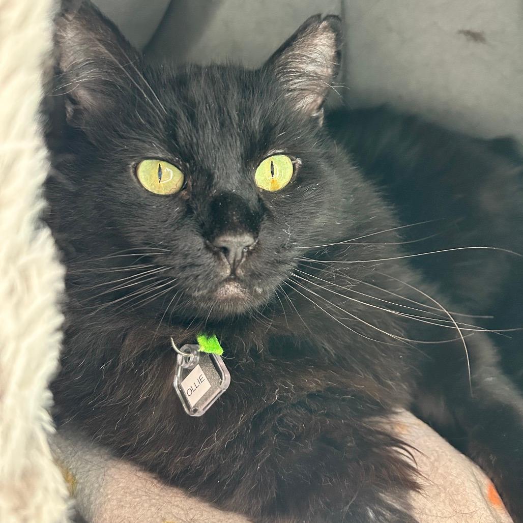 Ollie