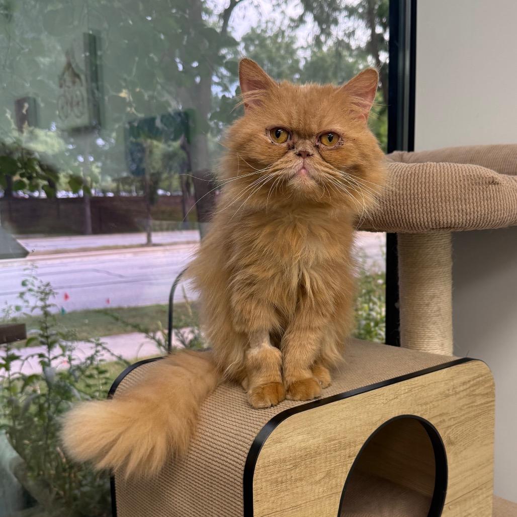 Hugo