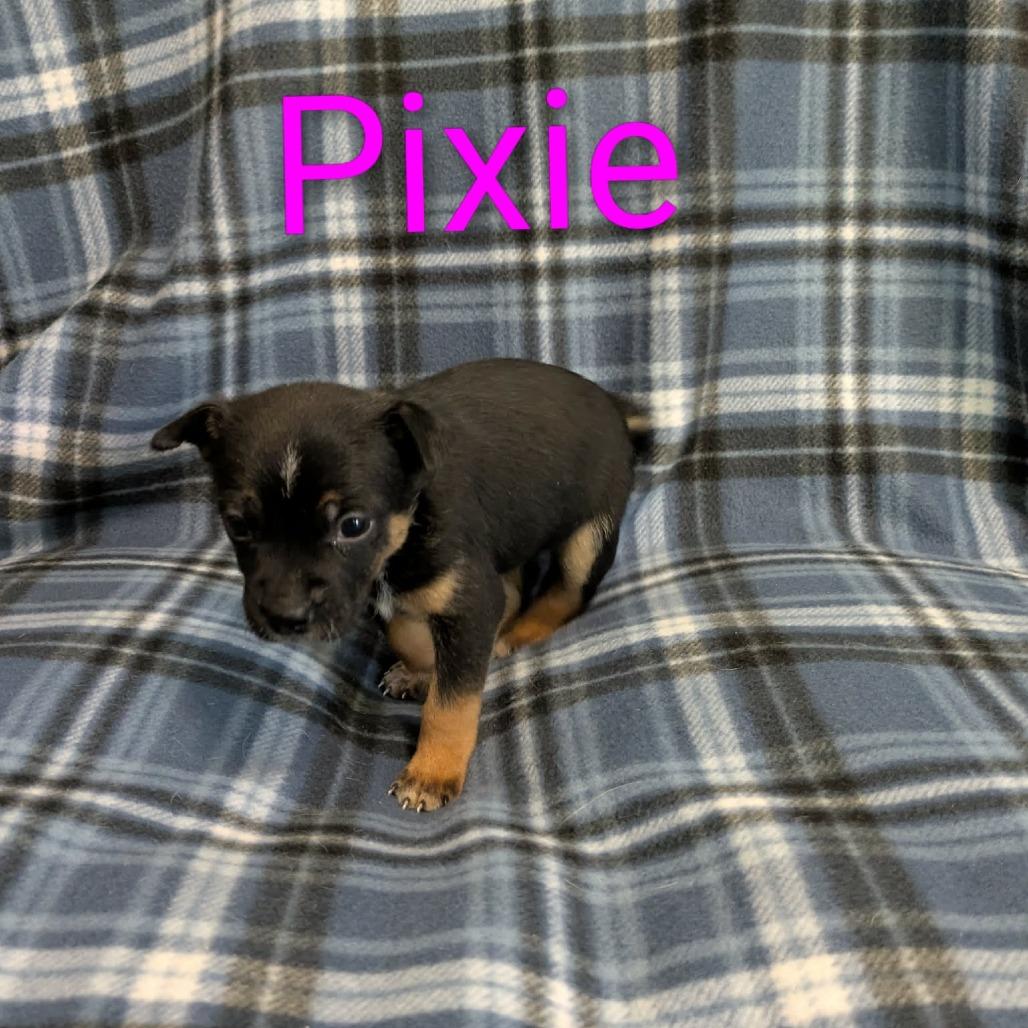 Pixie