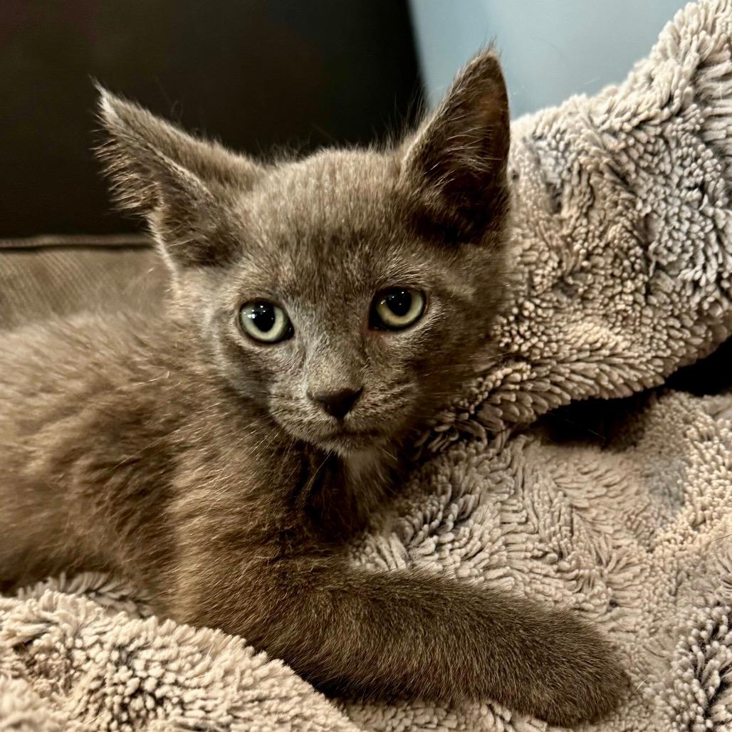 Neptune (Grey Boy)