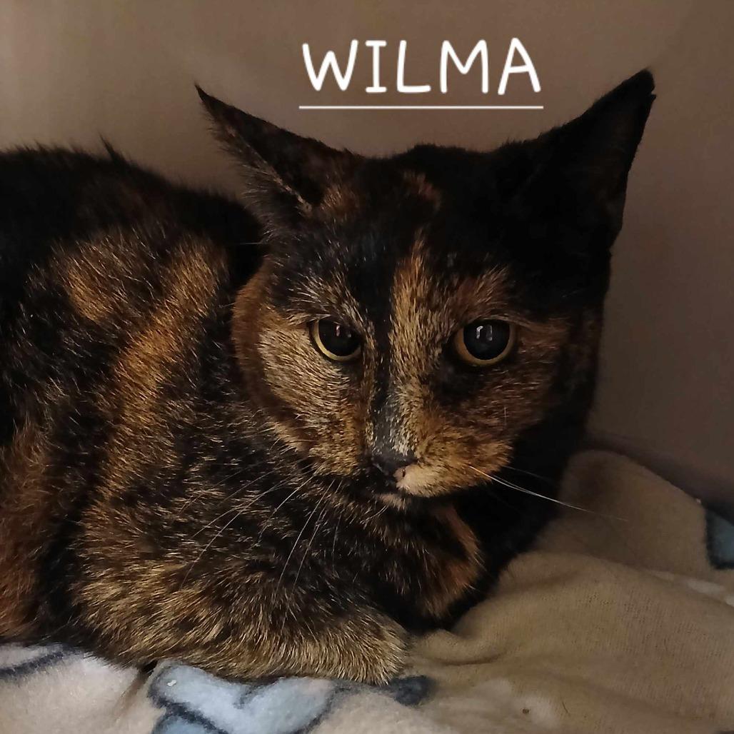 Wilma
