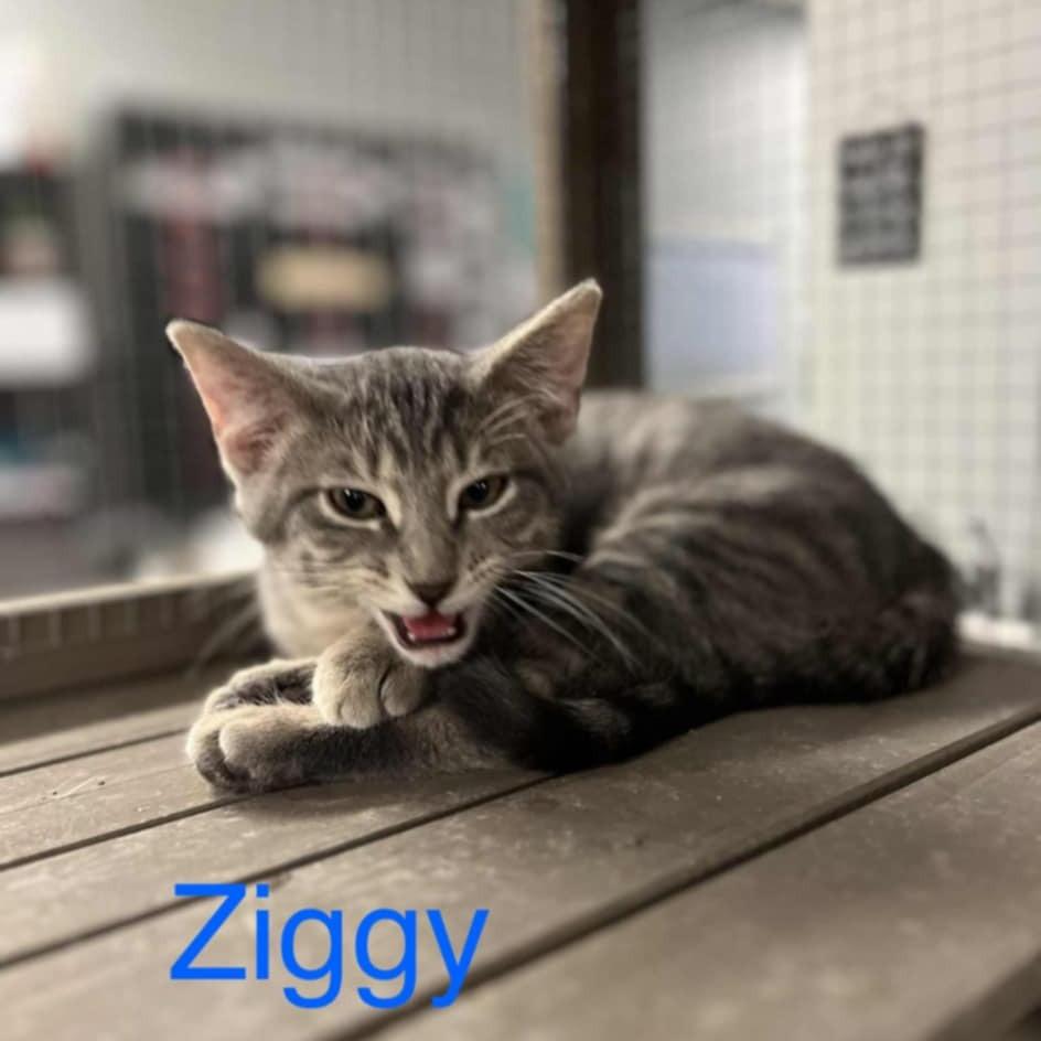 Ziggy