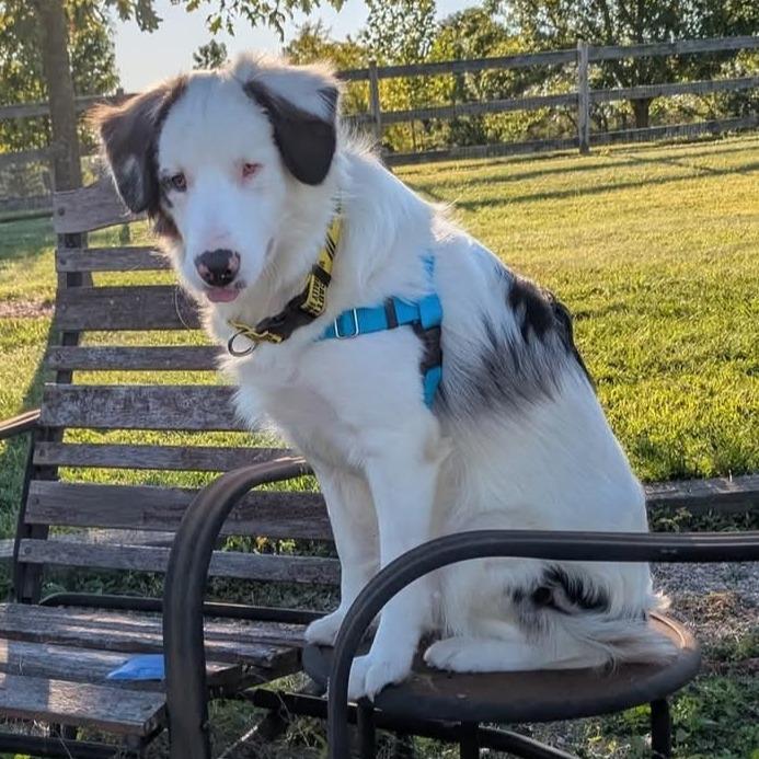 Opie