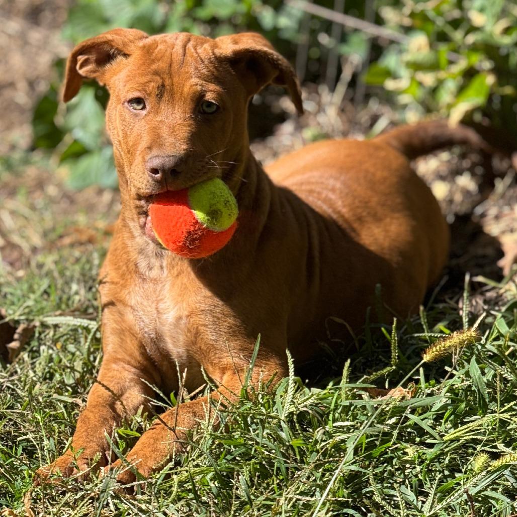 NY Sage Avail Sep 13 (Kent Community Day)