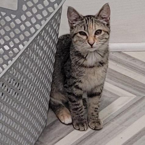 Maya