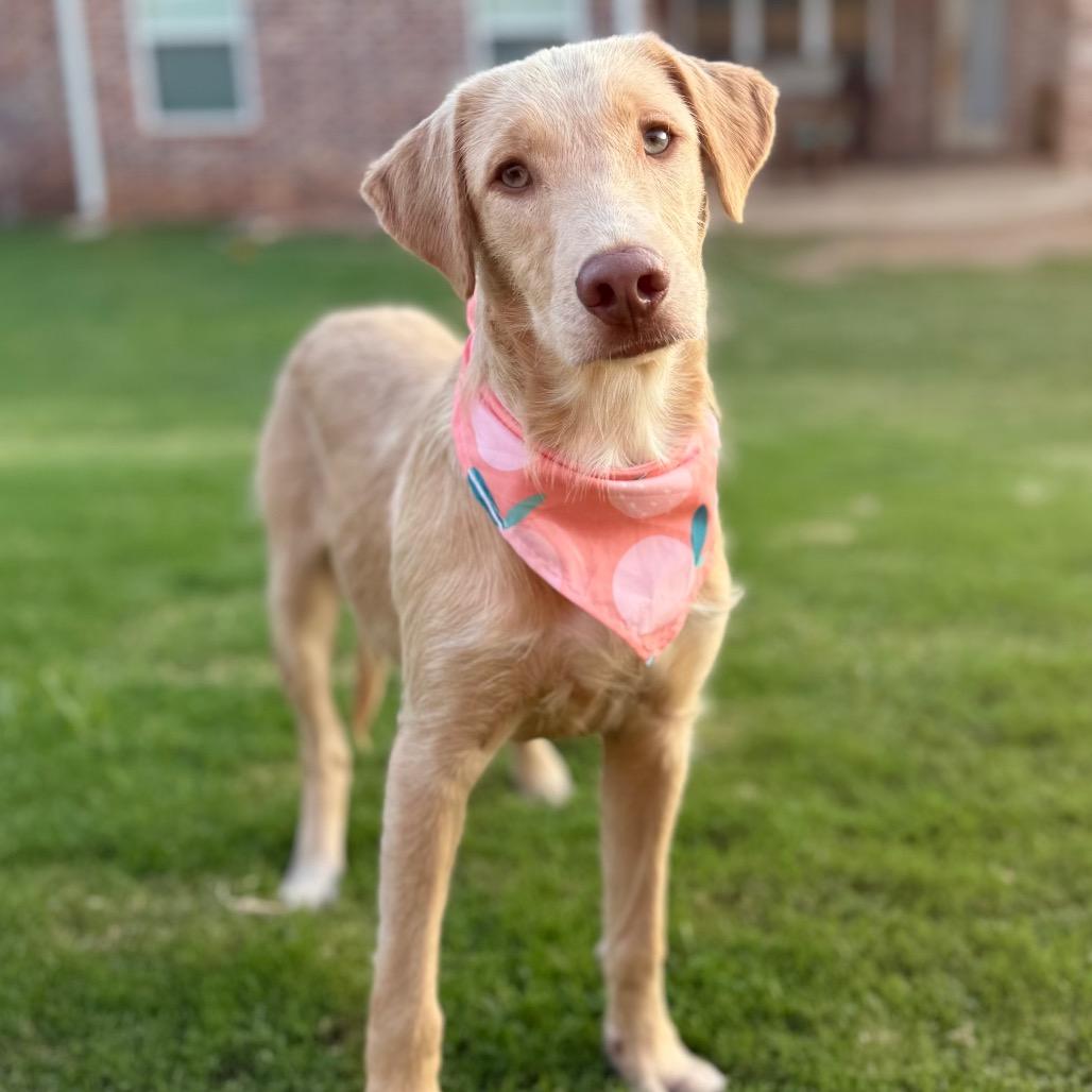 Clementine