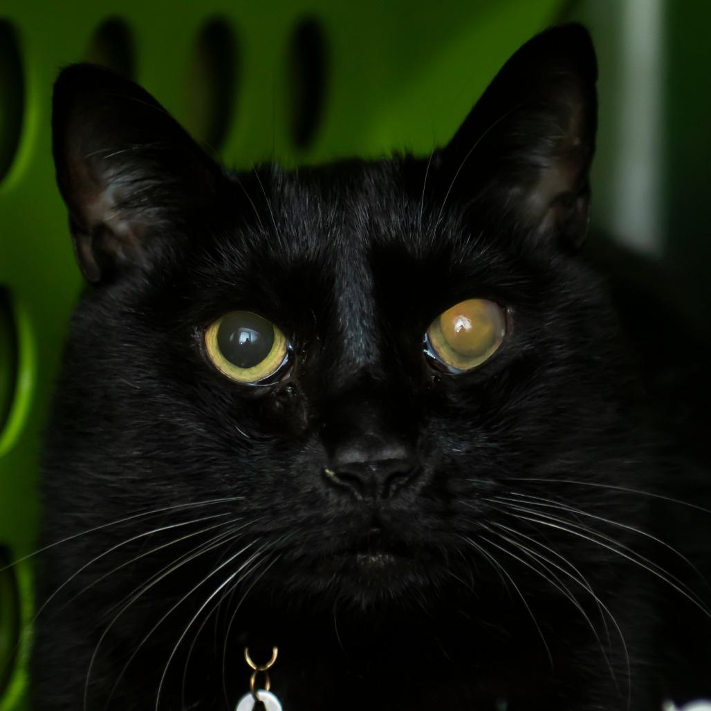 Mr. Eko
