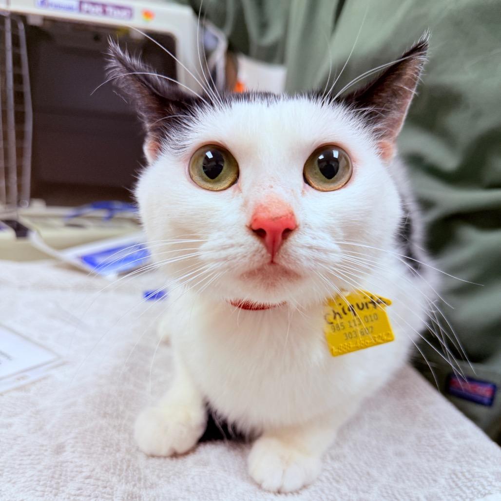Chiquita-See my Video!