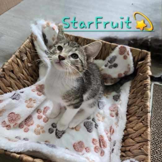 Star fruit 