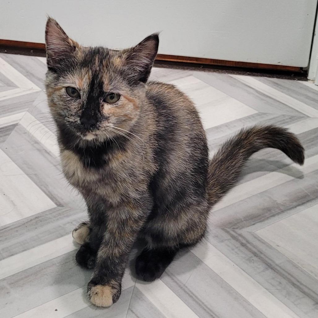 Maci