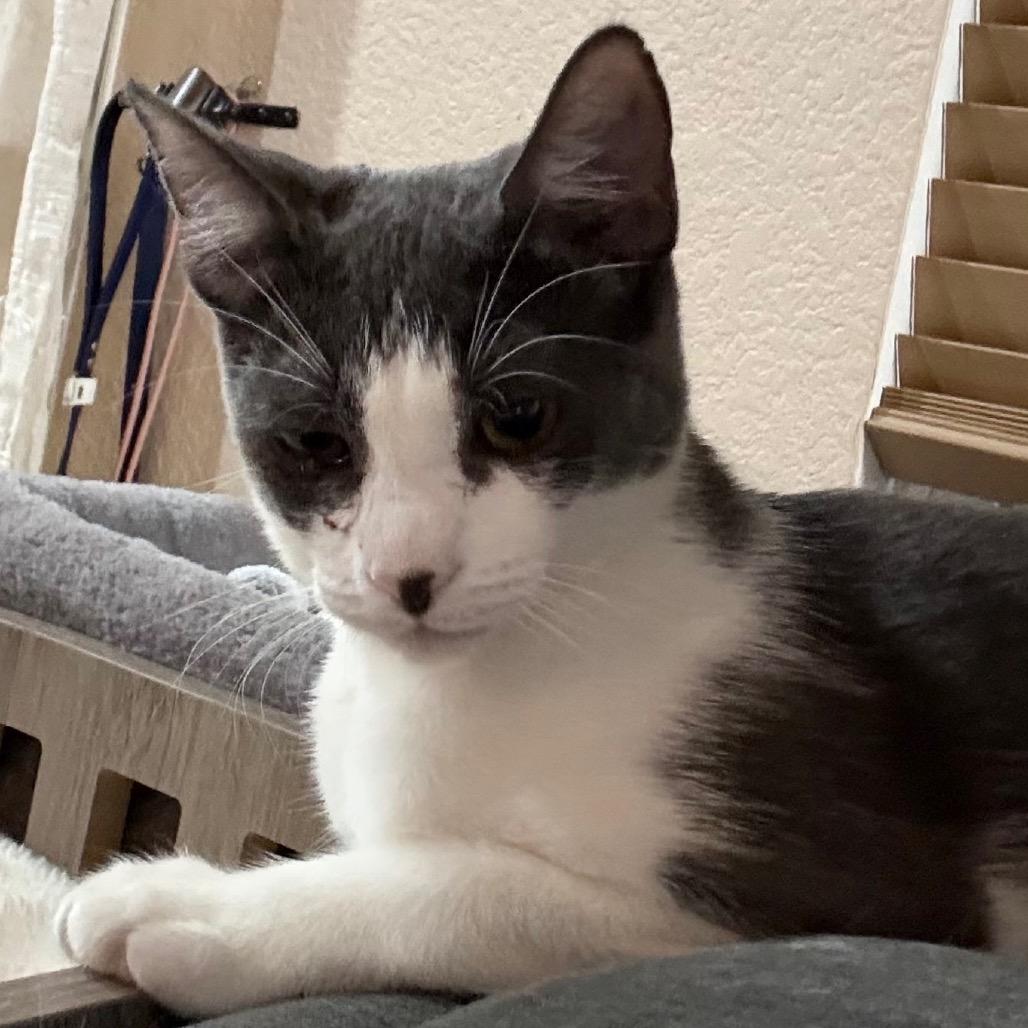 Thora (Home adoption)