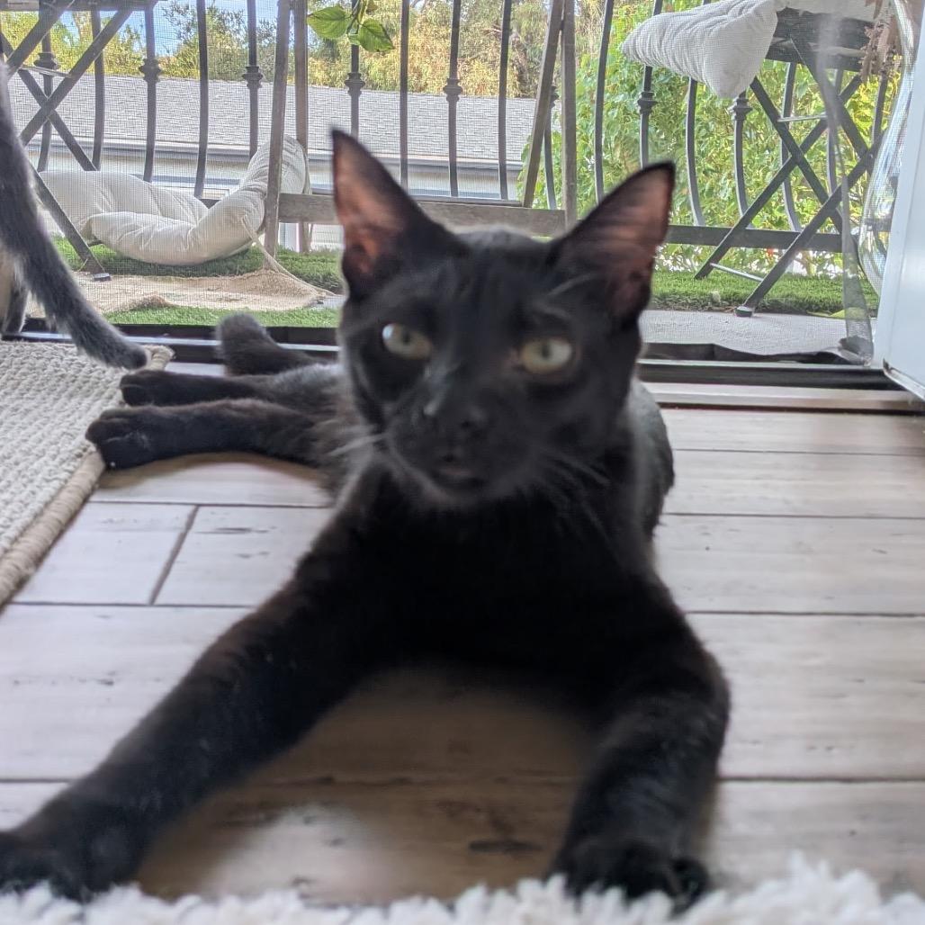 Luke (Home Adoption)