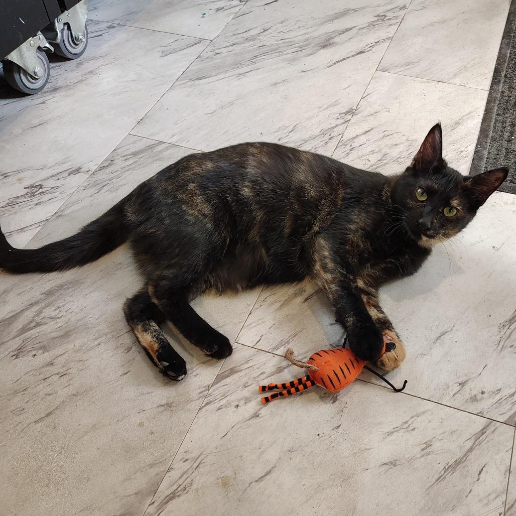 Masala
