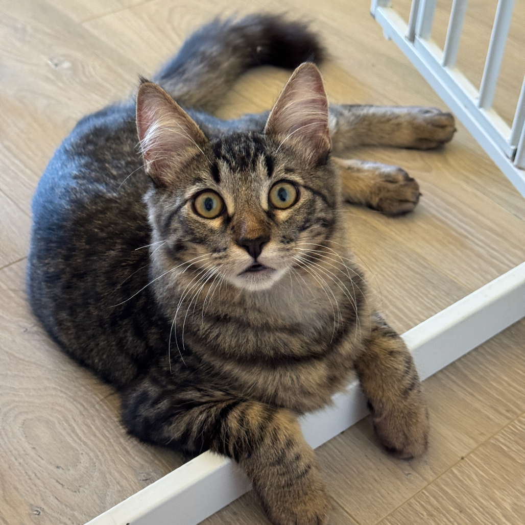Sumo (home adoption)