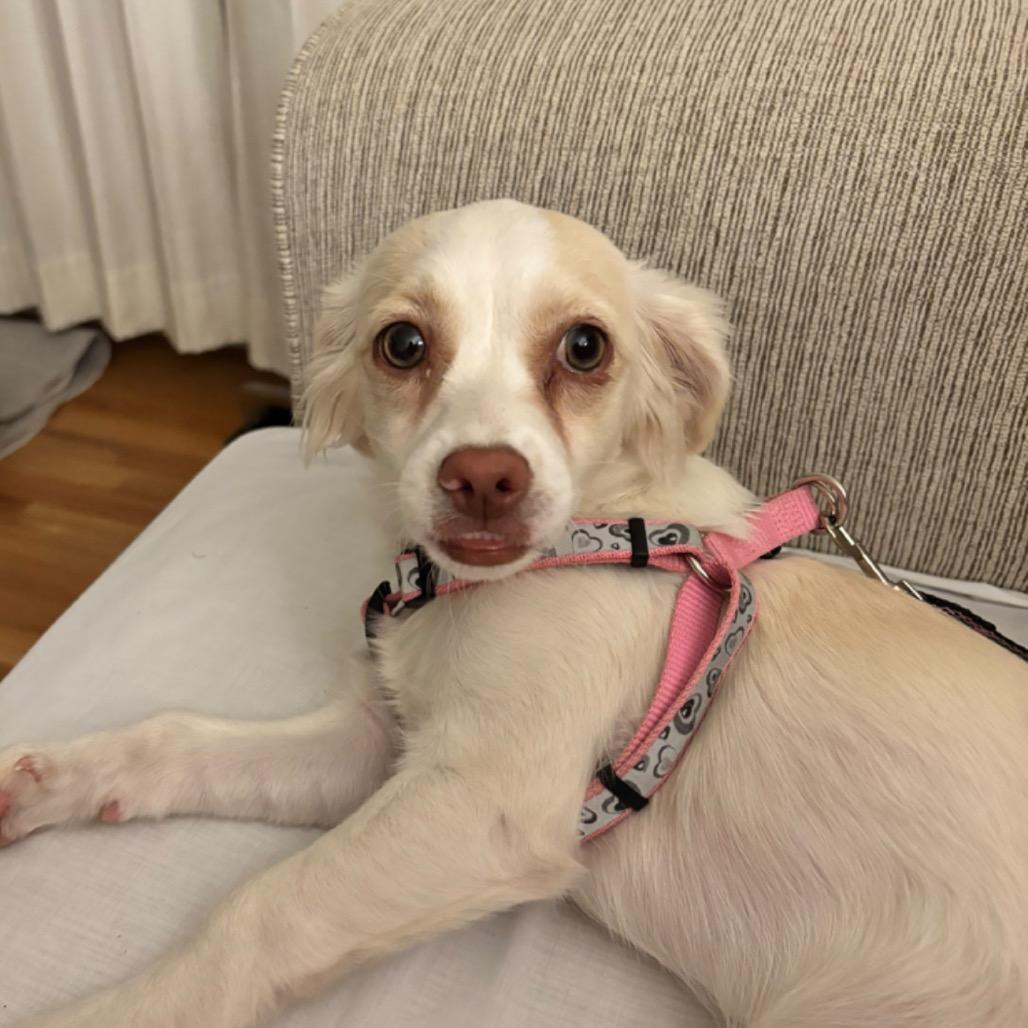 Bindi