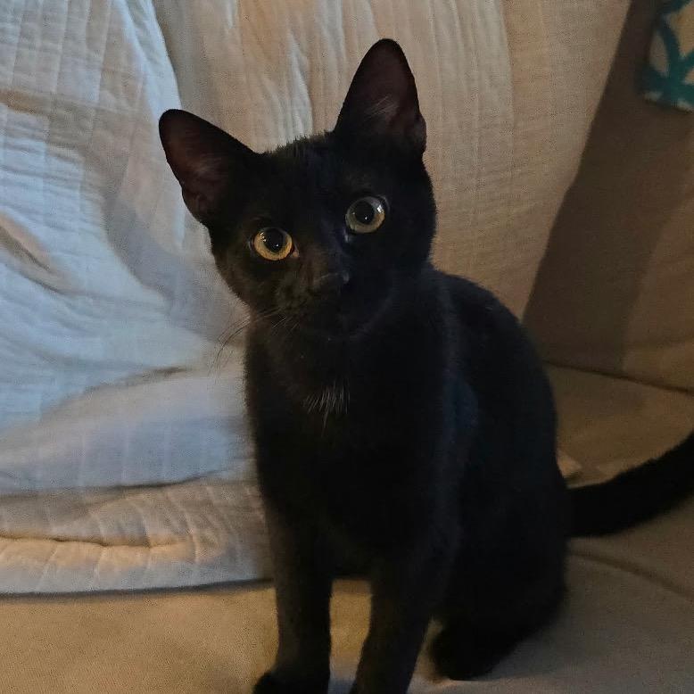 Vanta (cat cafe adoption)