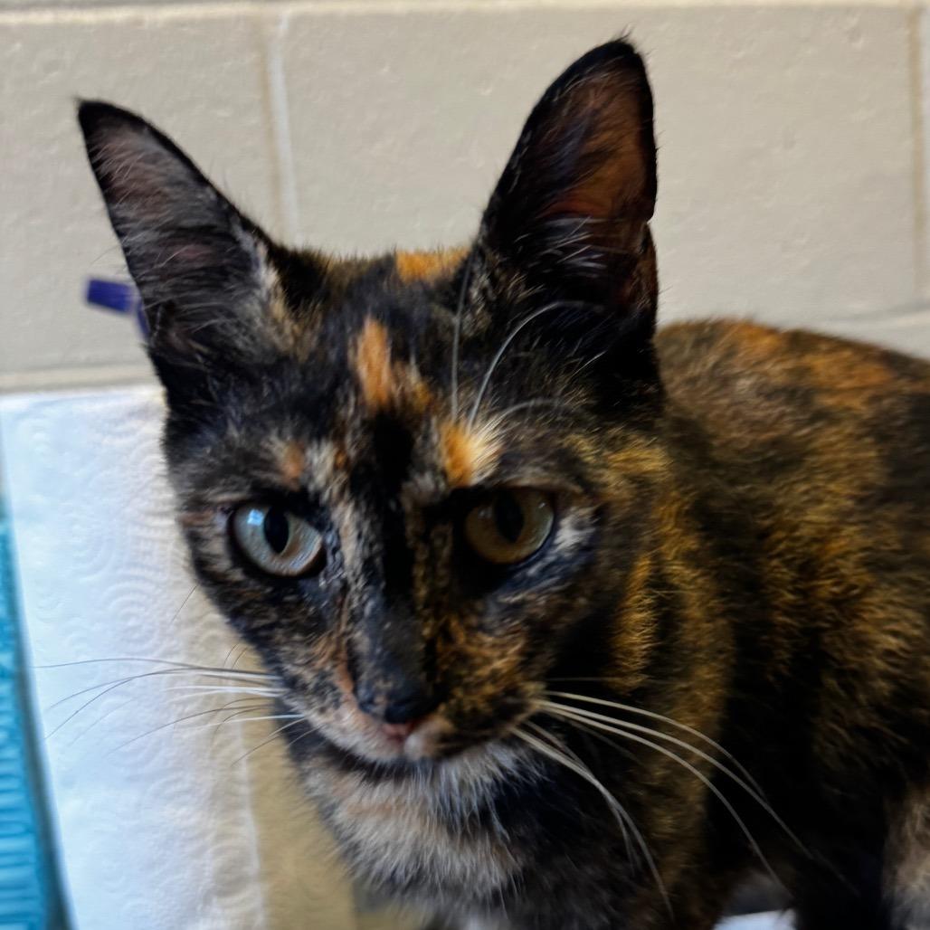 Mama Cat