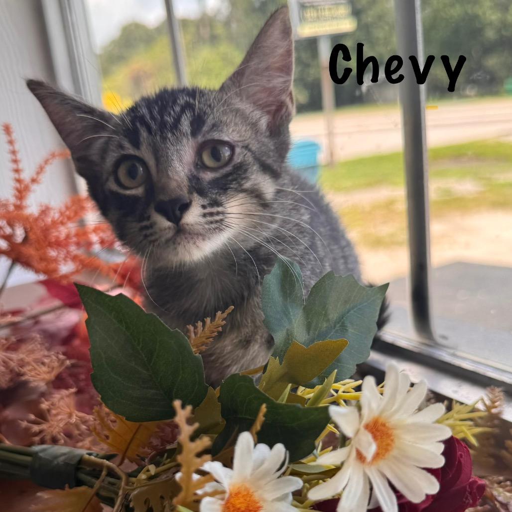 Chevy 