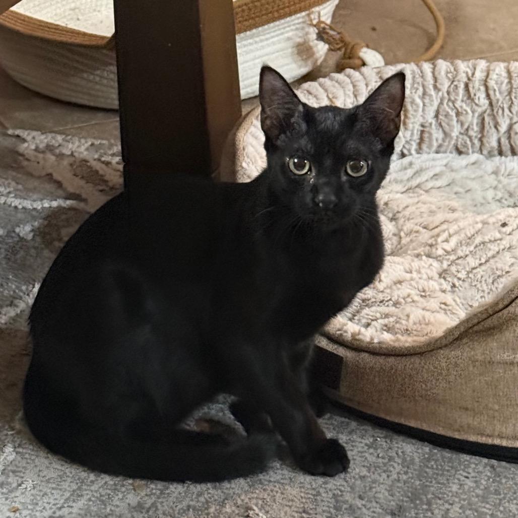 Jaden (home adoption)